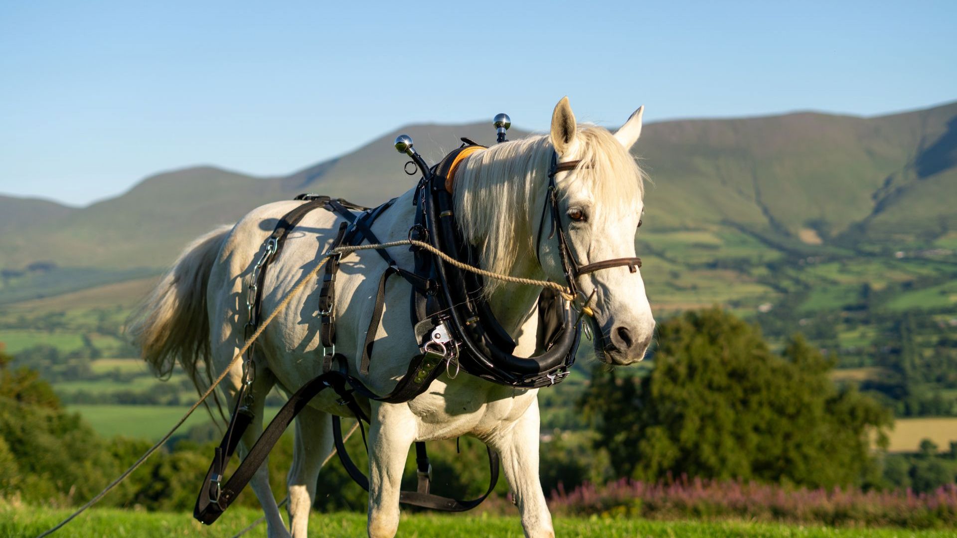 The Art of Horse Logging & Ancient Dolmens