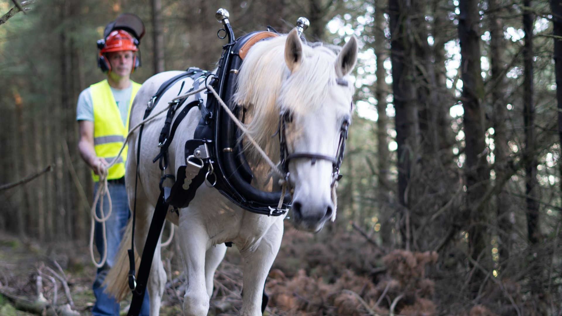 The Art of Horse Logging & Ancient Dolmens