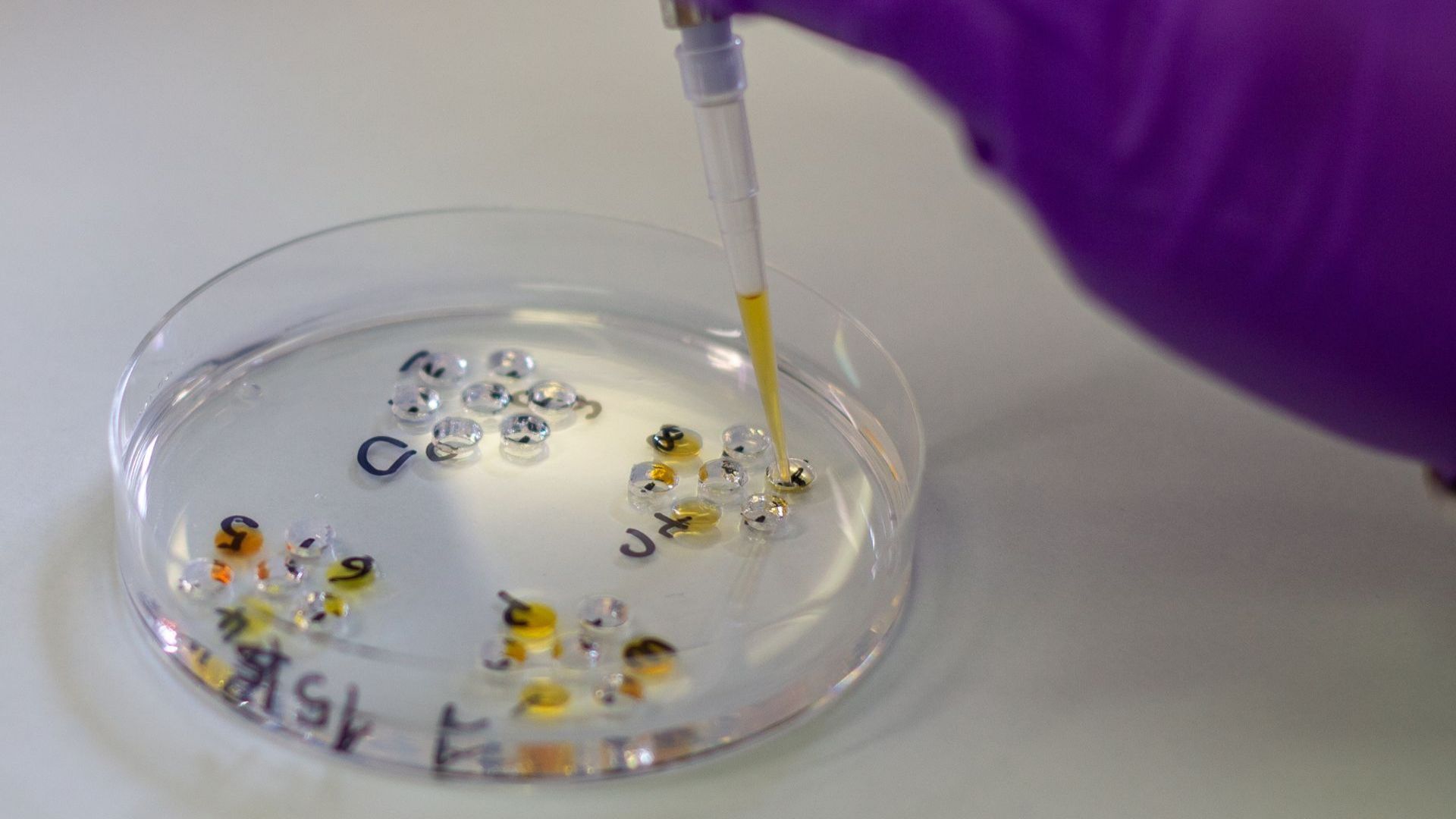 Gift the Experience: Inside the Irish Equine Science Laboratory