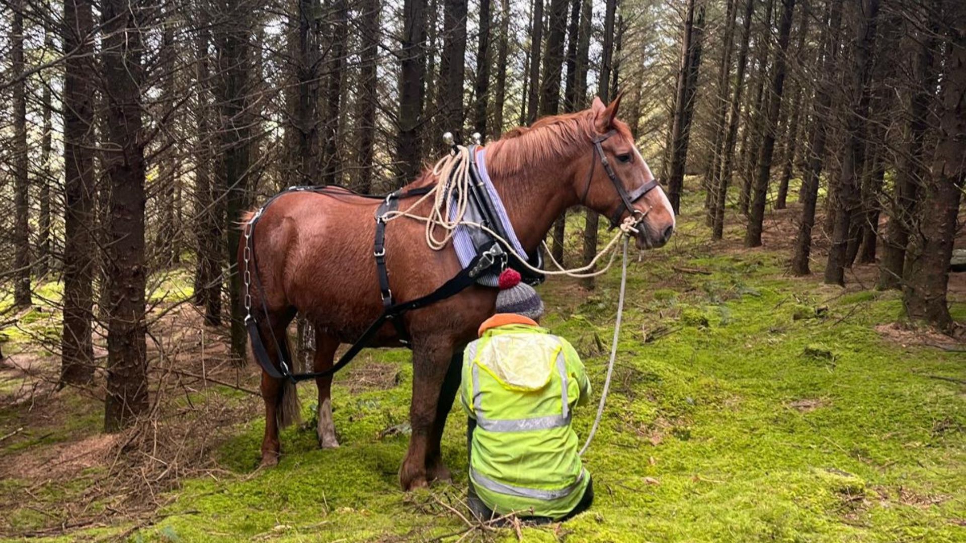 Gift the Experience: The Art of Horse Logging Experience