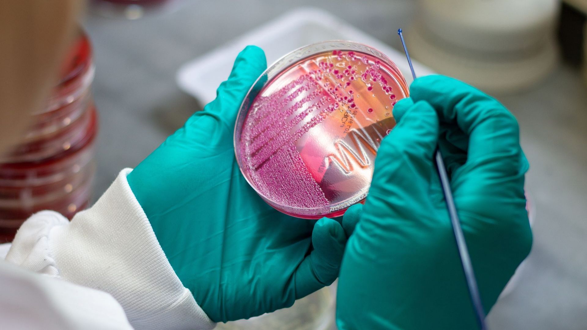 Gift the Experience: Inside the Irish Equine Science Laboratory