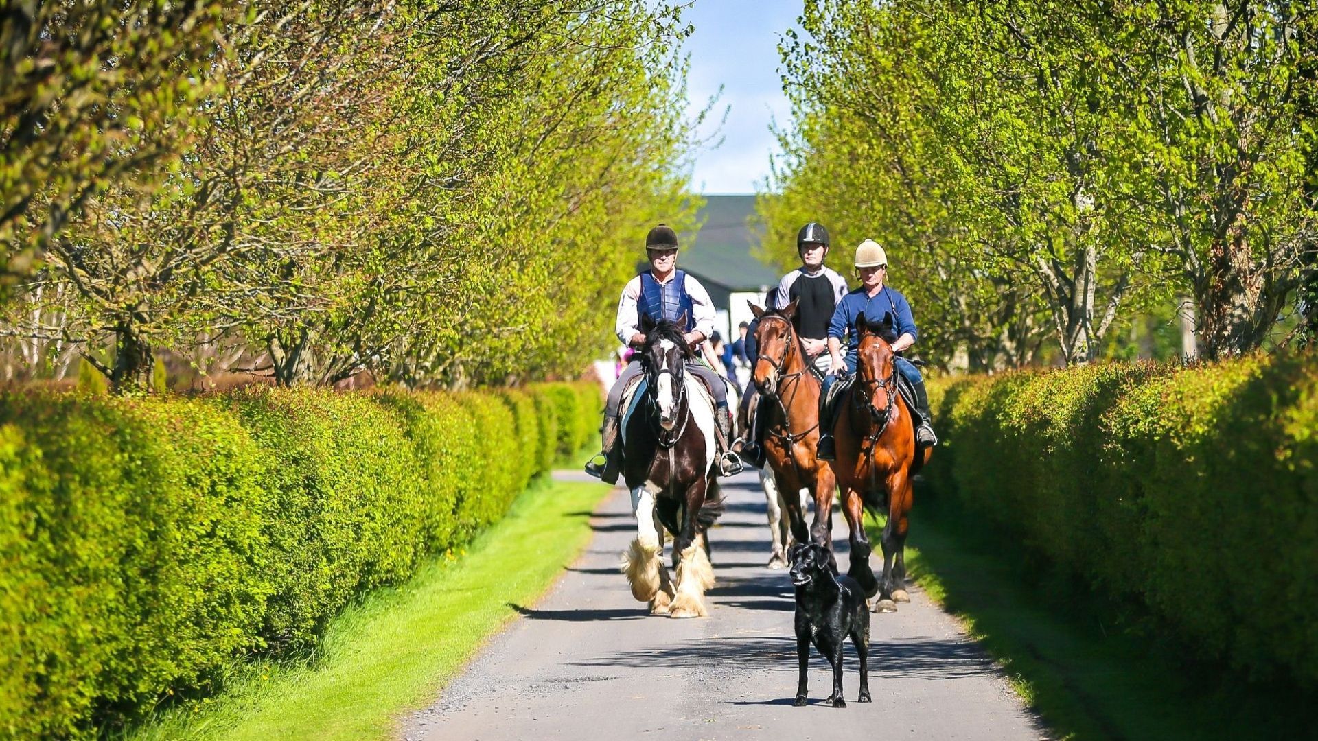 Gift the Experience: Cattle Herding on Horseback at Abbeyfield Farm