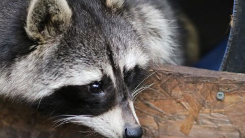 Millets Wildside Junior Animal Keeper Experience