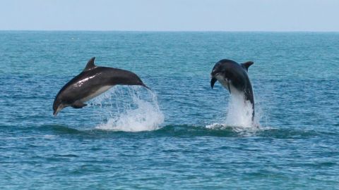 Dolphin Watching for Two