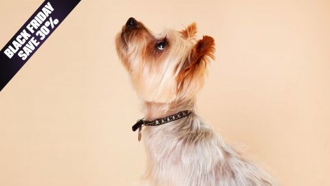 Pet Photoshoot with £50 off Voucher