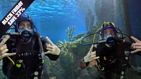 Skegness Aquarium Dive with Sharks