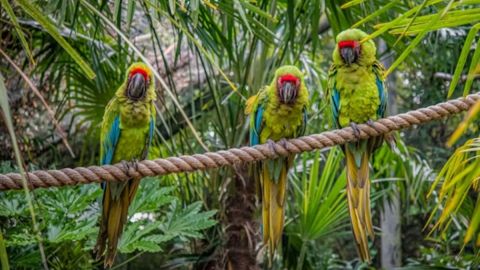 Family Visit to Chester Zoo for Two Adults and Two Children