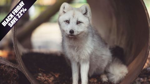 BF Offer Meet, Handle and Feed Carnivores for Two at Hoo Farm Animal Kingdom