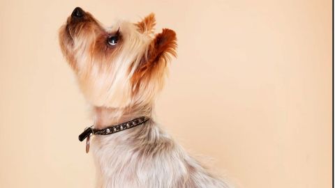 BF Offer Pet Photoshoot with £50 off Voucher