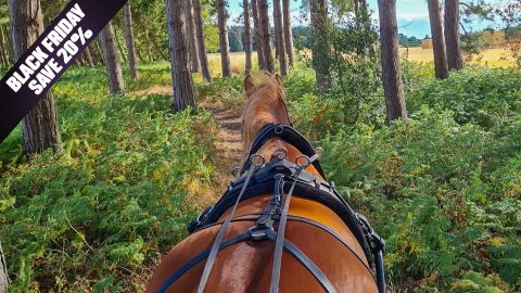 BF Offer Horse Drawn Carriage Ride with Cream Tea for Four in a Private Country Estate