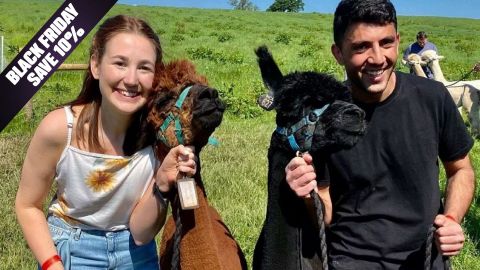 BF Offer Charnwood Forest Alpacas Walk with Afternoon Tea for Two