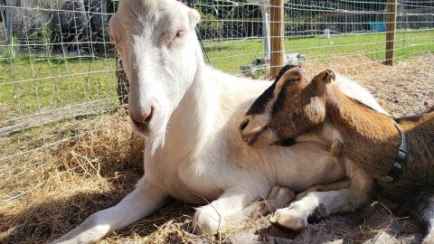Bell Family Farm: Farm & Zebu Experience
