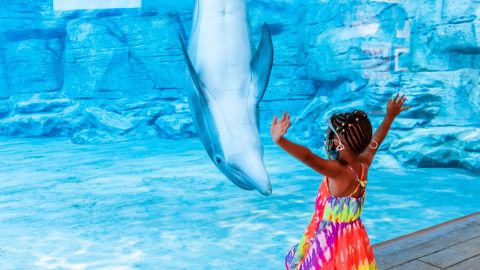 Clearwater Marine Aquarium: General Admission