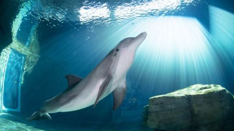 Clearwater Marine Aquarium: General Admission