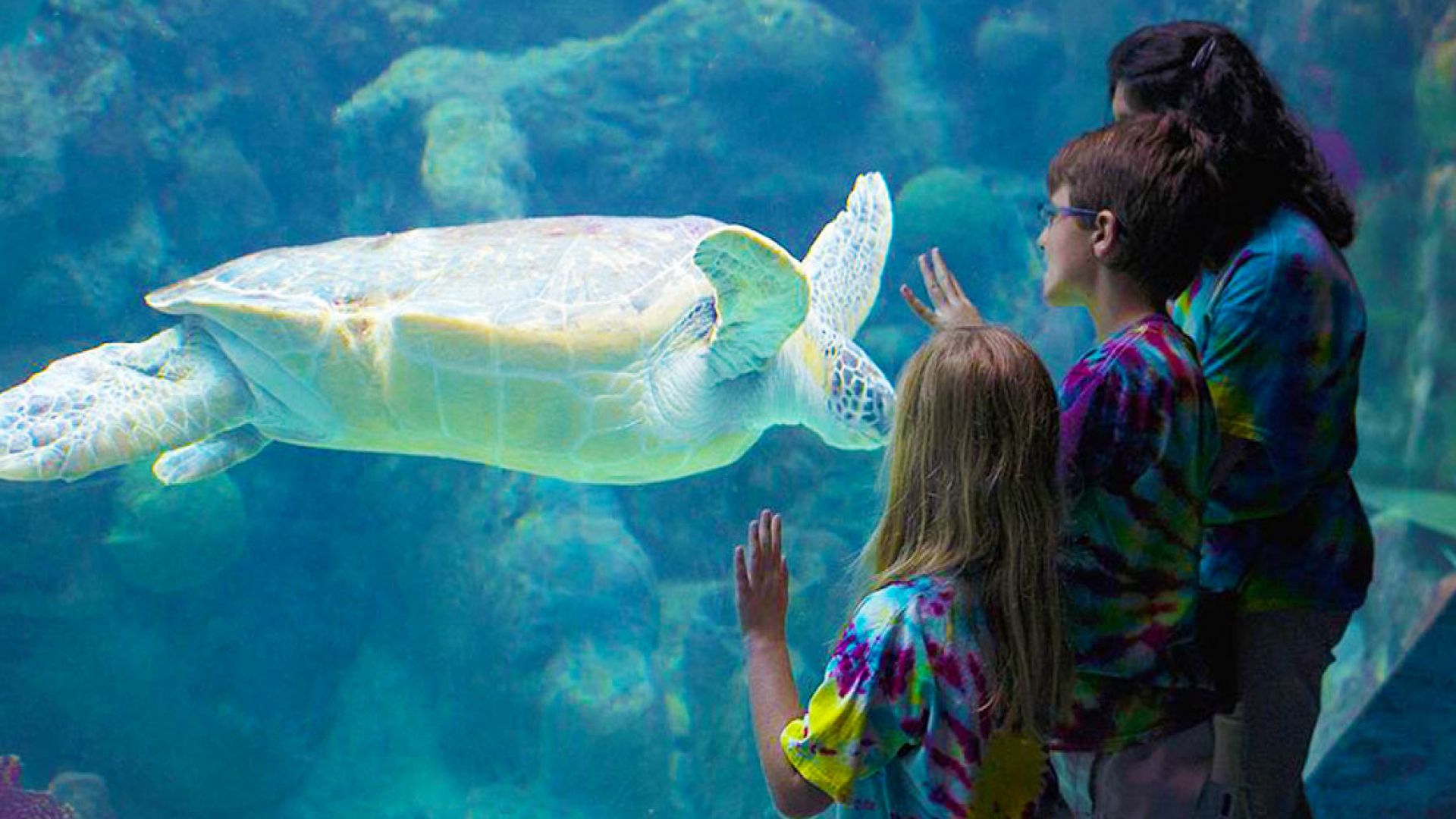 Clearwater Marine Aquarium: General Admission