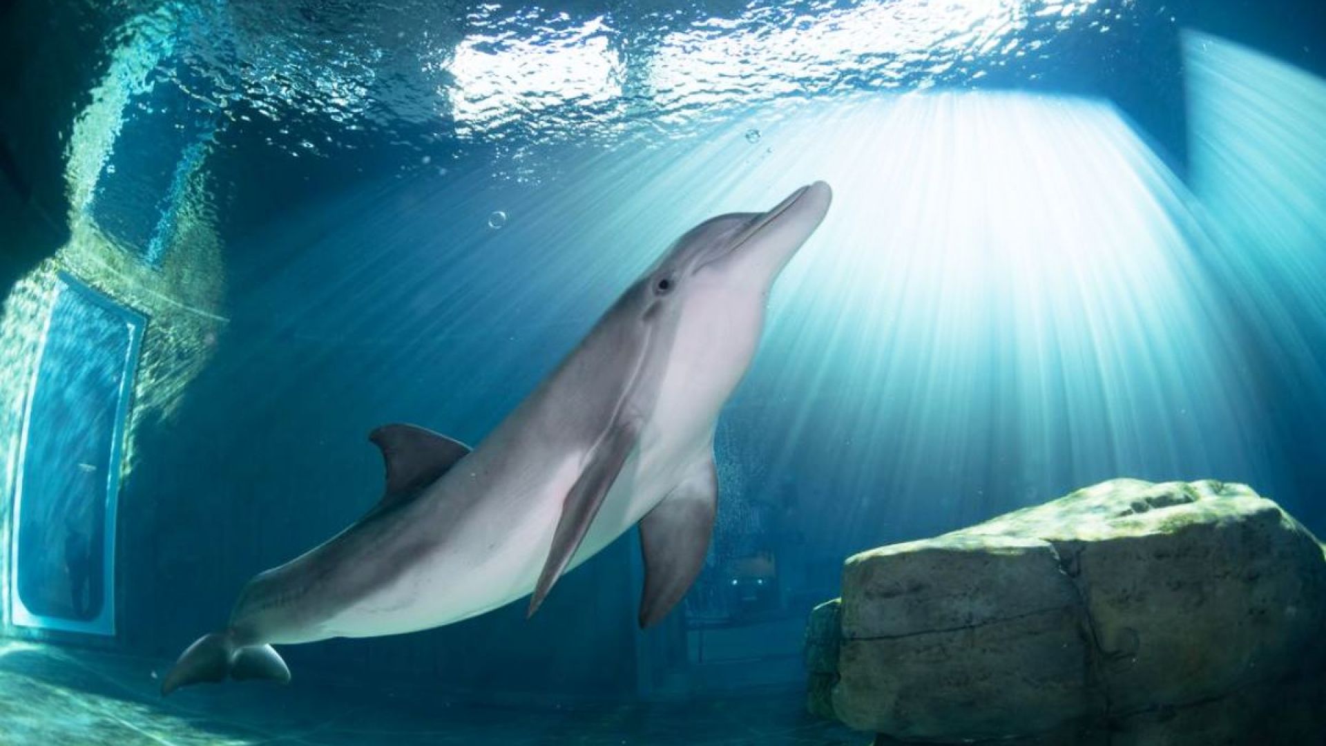 Clearwater Marine Aquarium: General Admission