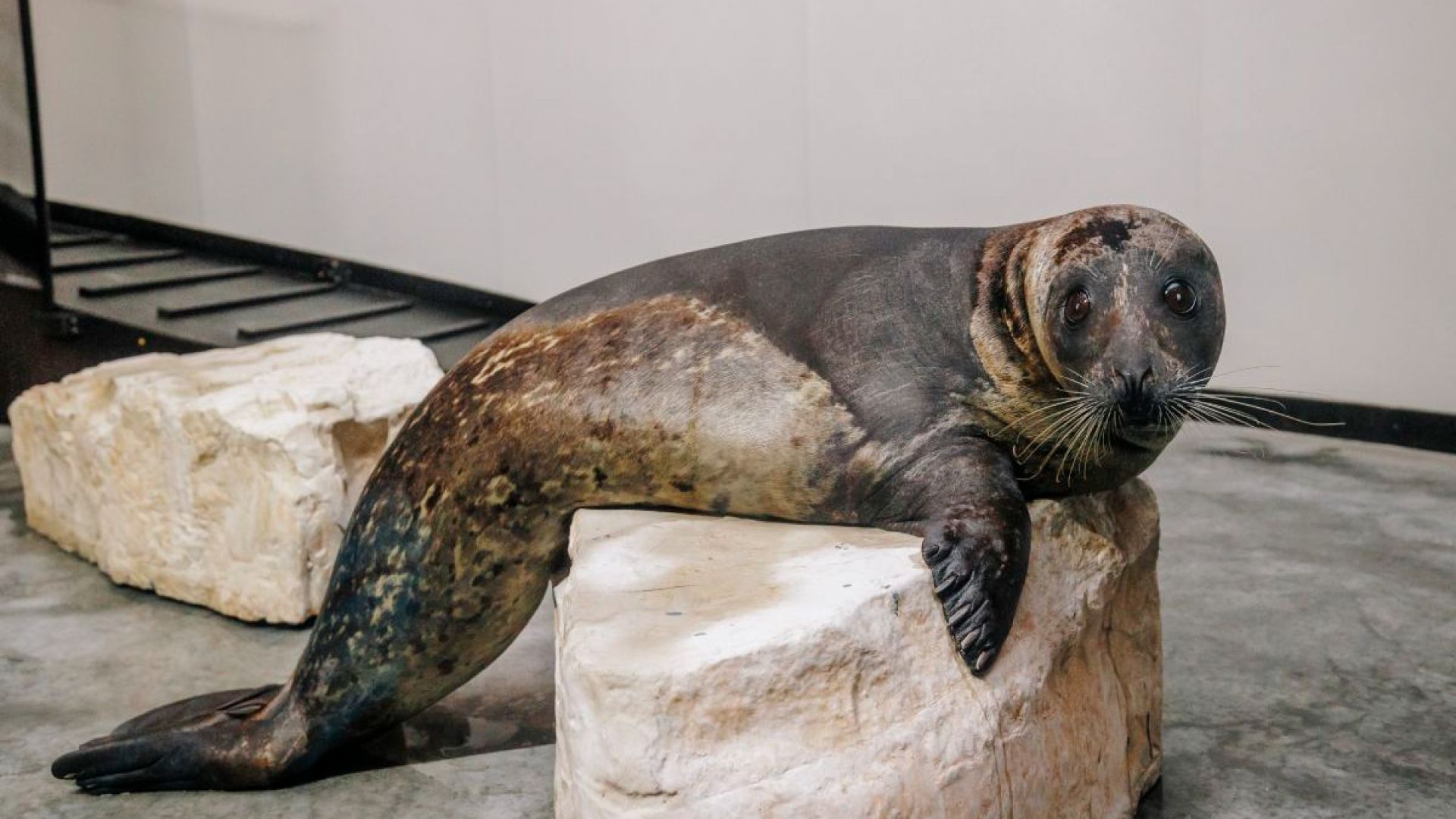 Clearwater Marine Aquarium: General Admission