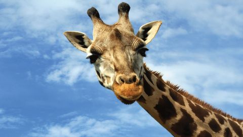 ZooTampa : Day Tickets