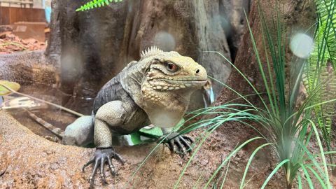 ZooTampa : Day Tickets