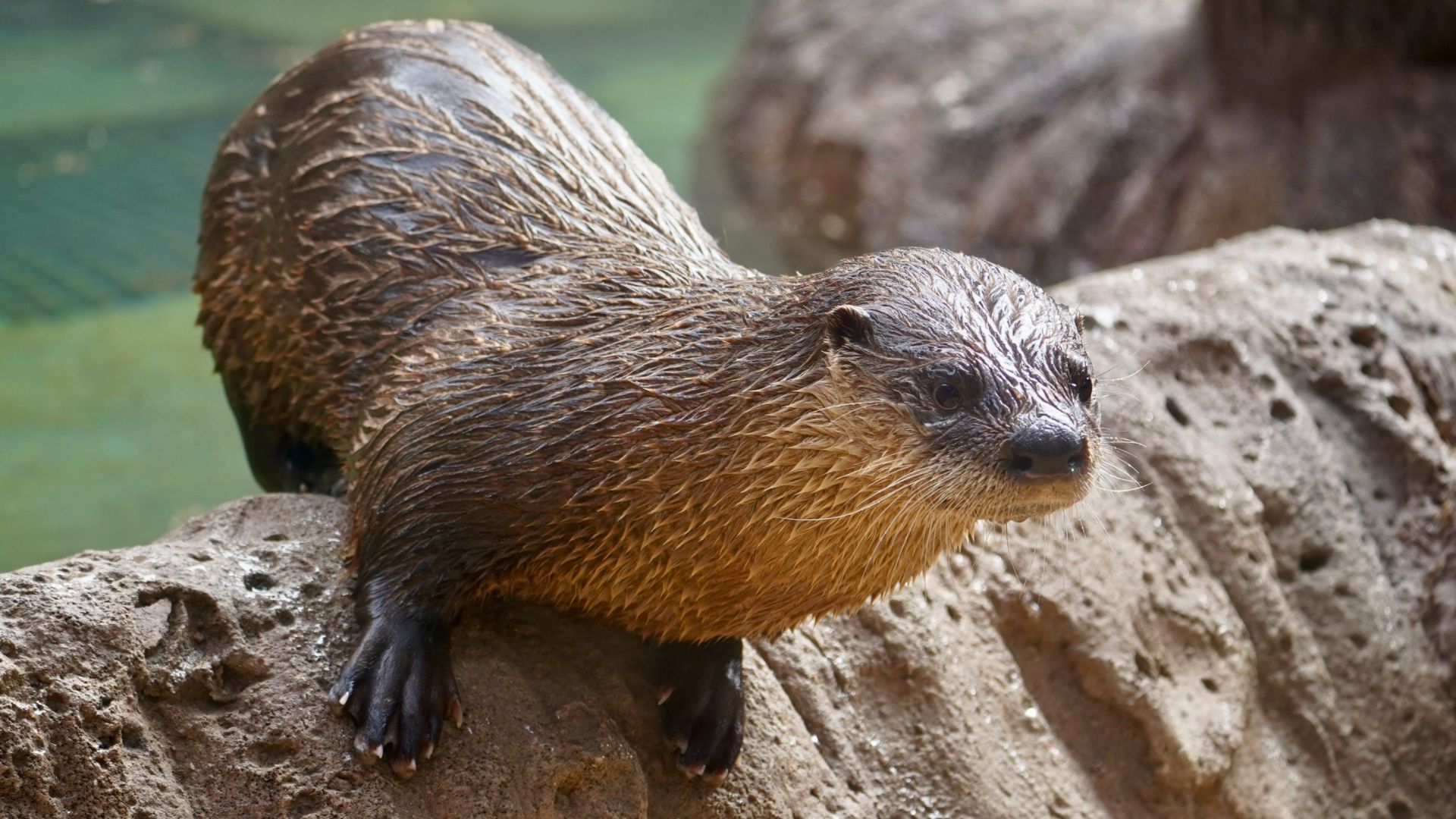 ZooTampa : Day Tickets