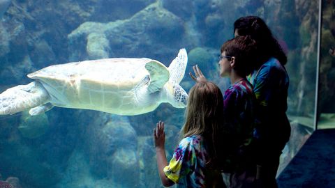 The Florida Aquarium : General Admission