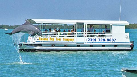 Dolphin Nature Tour