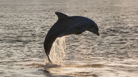 Sunset & Dolphin Cruise