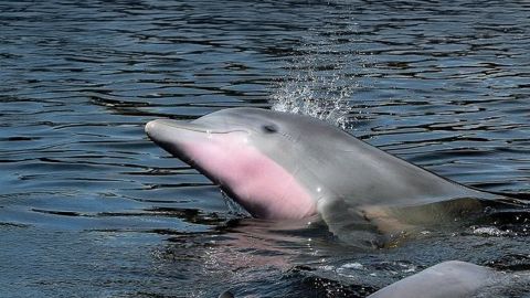 Ecological Dolphin Tour