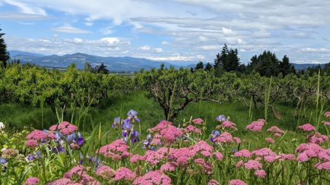 Mt. Hood Day Trip from Portland to Multnomah Falls and Hood River