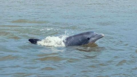 BayWatch Dolphin Boat Tour