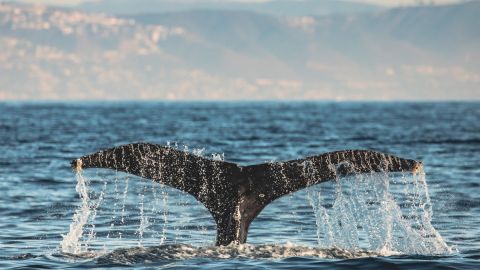 Newport Beach Whale Watching & Dolphin Cruise