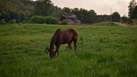 Trail Ride