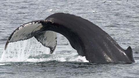 Whale Watcher Cruise