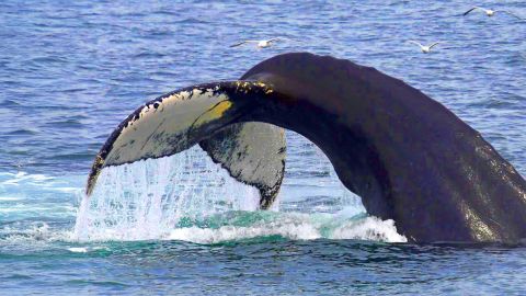 Whale Watcher Cruise