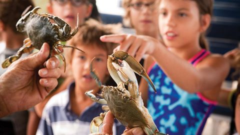 Blue Crabbing Excursion