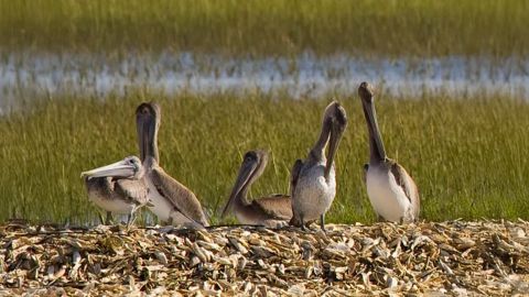 Capers Island Wildlife Exploration