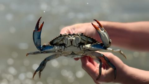 Blue Crabbing Excursion
