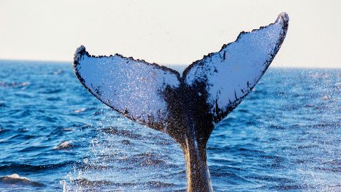 Whale & Dolphin Watching Adventures