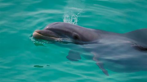 Private Snorkeling & Dolphin Watching Tours