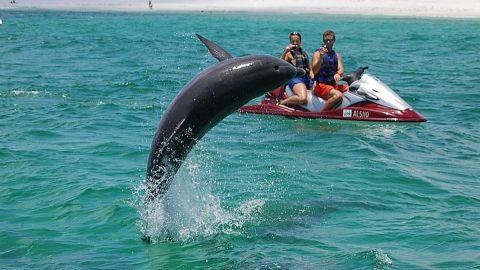 Crab Island Dolphin Jet Ski Adventure