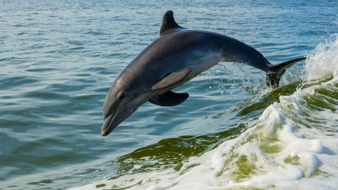 Morning Dolphin Cruise