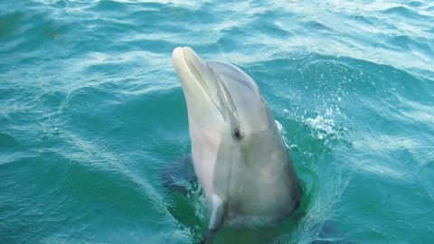 2 Hour Shell Island Dolphin Boat Tour