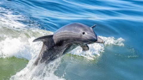 Dolphin and Nature Eco Tour