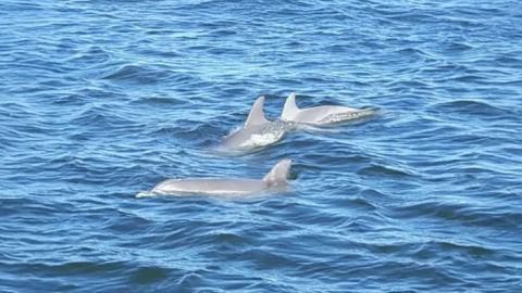Dolphin Eco Tour
