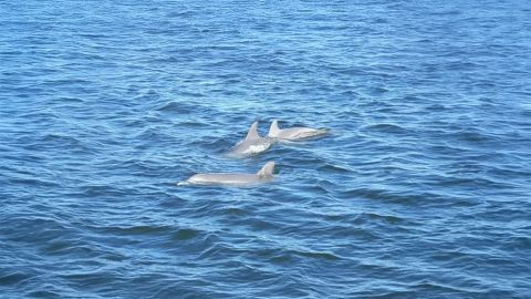 Dolphin Eco Tour