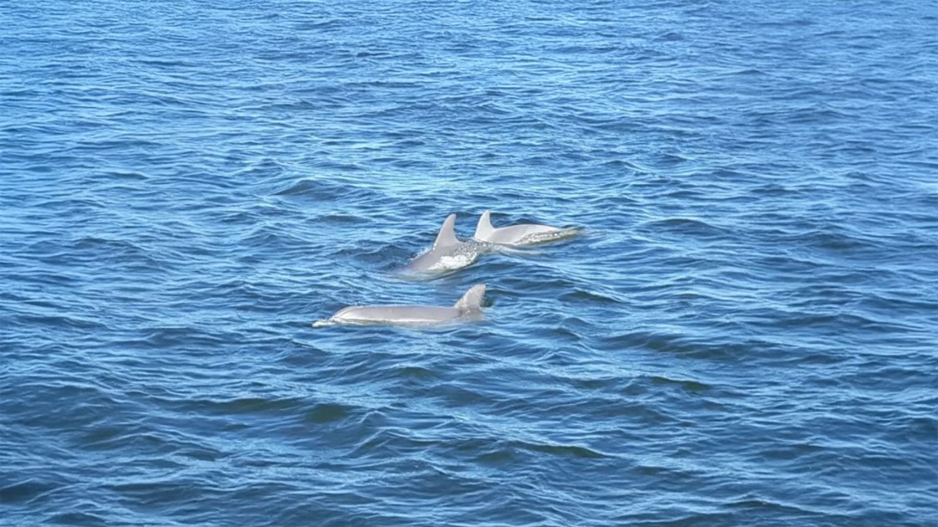 Dolphin Eco Tour