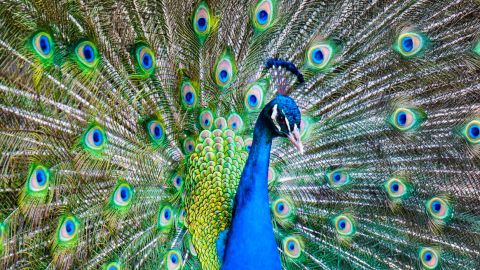 Alabama Gulf Coast Zoo Tickets