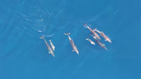 Sea & Wildlife Helicopter Tour