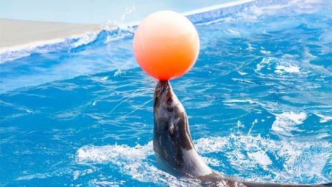 Gulfarium Marine Adventure Park: General Admission