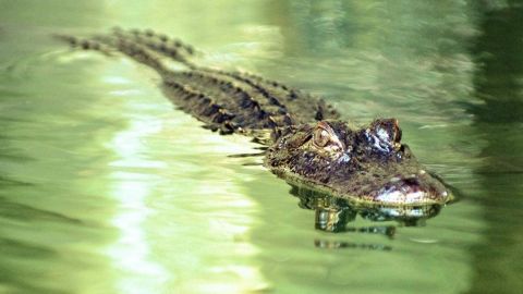 Gator Beach Discovery Tour